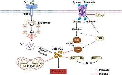 Protective effect of traditional Chinese medicine on non-alcoholic fatty liver disease and liver cancer by targeting ferroptosis